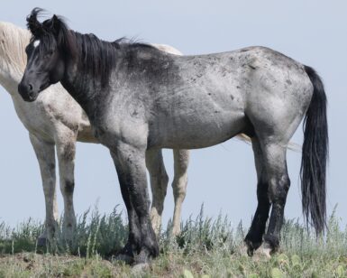 2021 Sterling/Marquis