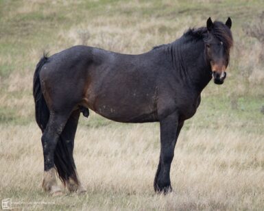 2014 Band Stallion, Remington