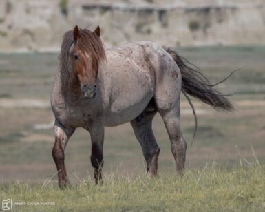 2010 Band Stallion, Ollie Jr