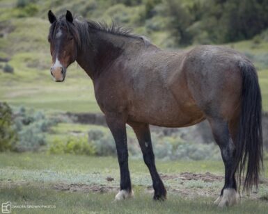 2006 Mare, Ember's Girl
