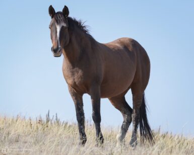 2014 Mare, Copper Penny