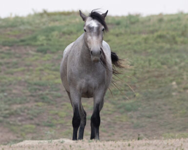 2020 Mare, Annabella/Beech