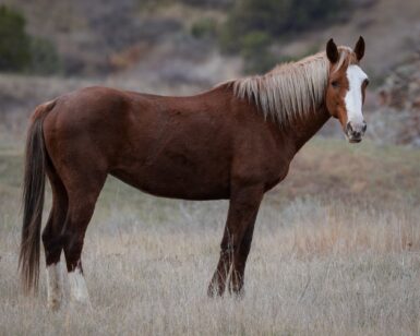 2007 Mare, Autumn