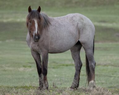 2020 Mare, Bess/Briar