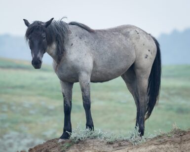 2020 Mare, Bluegrass
