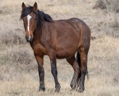 2013 Mare, Democracy