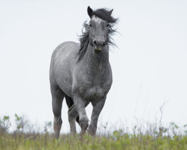 2022 Stallion, Huck/Noble
