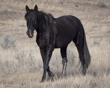 2006 Mare, Raven