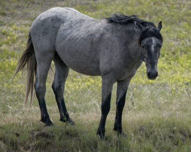2021 Stallion, Black Hawk