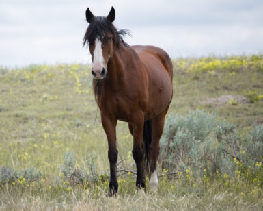 2007 Mare, Cedar