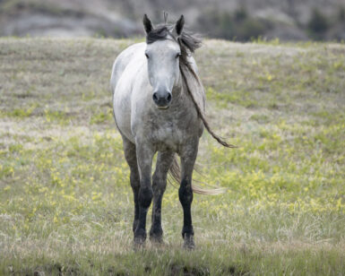 2014 Mare, Grace/Gretchen