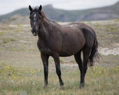 2020 Mare, Little Mo/Brenna
