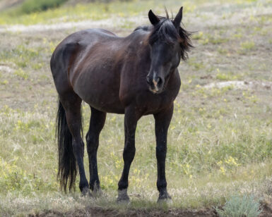 2006 Mare, Raven