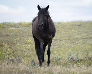 2020 Mare, Raven's Myst/Bainbridge