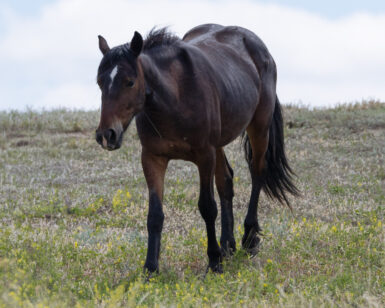 2024 Filly, Rumor/Bailey