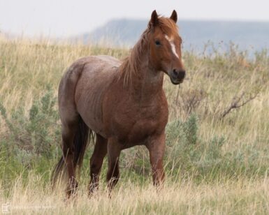 2015 Band Stallion, Grady