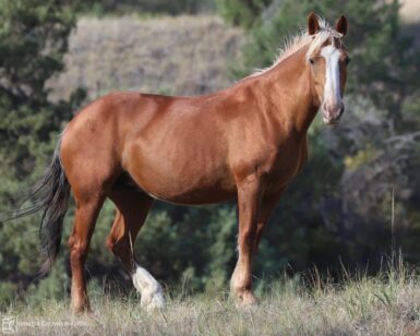 2005 Mare, Blondie
