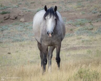 2020 Mare, Frosted Arrow