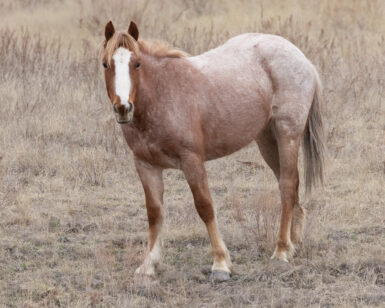 2024 Filly, Breeze/Tigirlily