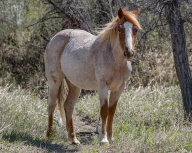 2024 Filly, Breeze/Tigirlily