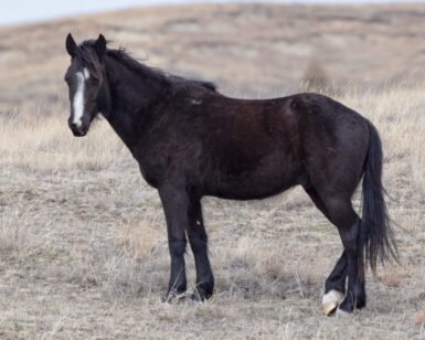 2023 Colt, Griz/Elkin