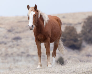 2023 Filly, Harmony/Edna