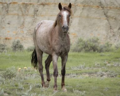 2020 Mare, Lorelye/Barklow