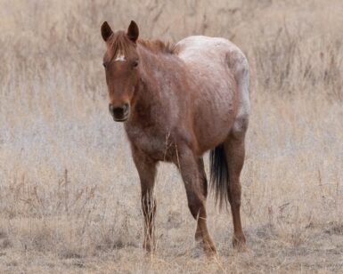 2023 Filly, Maisey/Ethel