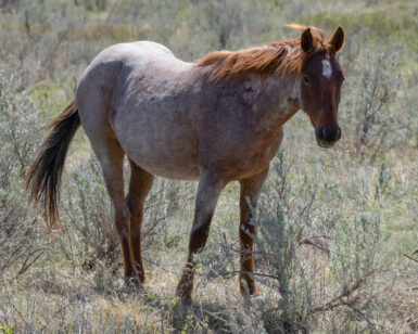 2023 Filly, Maisey/Ethel