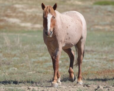 2013 Band Stallion, Trooper