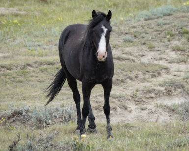 2022 Mare, Pepper/Serendipity