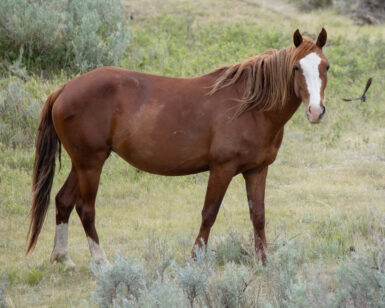 2022 Mare, Summer/Zoe