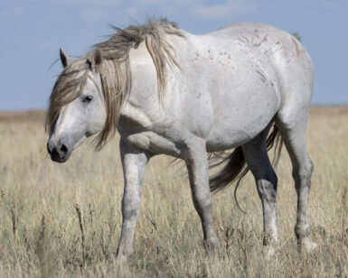 2014 Band Stallion, Casper/Nicols