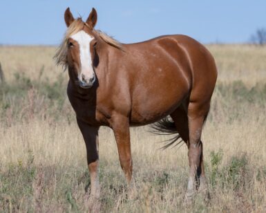 2023 Filly, Tawny/Esperanza