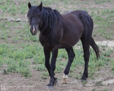 2014 Stallion, Gunner