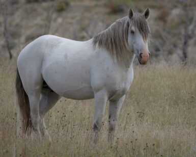 2016 Band Stallion, Buster