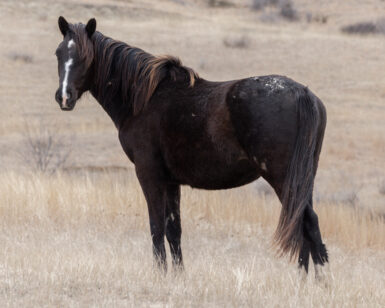 2024 Filly, Chloe/Pearce