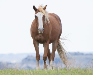 2023 Mare, Harmony/Edna
