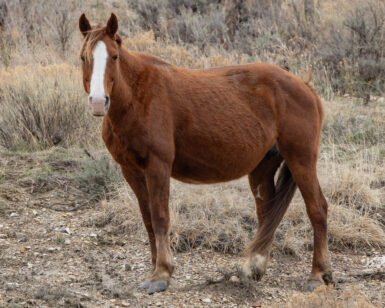 2018 Mare, Patience/Hestia