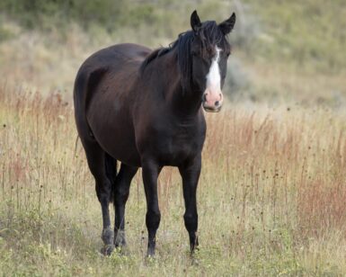 2022 Mare, Pepper/Serendipity