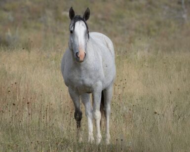 2020 Mare, Pippi/Bendemeer