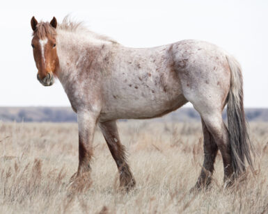 2020 Mare, Pixie/Bogue