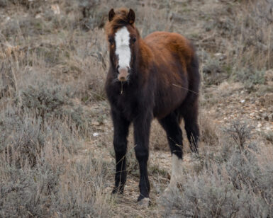 2025 Filly, Shelby