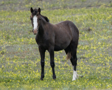 2025 Filly, Shelby