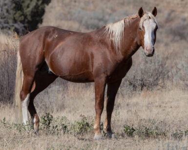 2018 Band Stallion, Cagney/Hephaestus