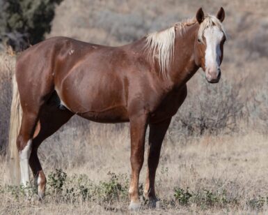 2018 Band Stallion, Cagney/Hephaestus