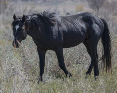 2019 Band Stallion, Amantes