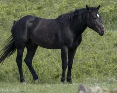 2019 Band Stallion, Amantes