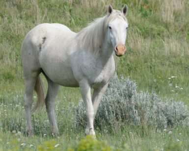 2006 Mare, Betty Blue