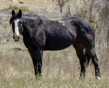2007 Mare, Maggie